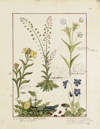 Illustration from the Book of Simple Medicines by Mattheaus Platearius 138r by Robinet Testard